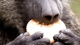 Asmr monkey eating biscuit