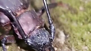 beetle bomba
