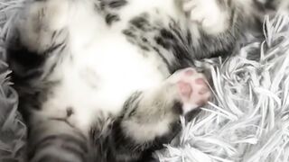 Litle cat cute