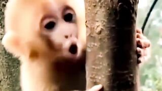 various types of monkey sounds