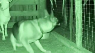 There is a monster lurking in the herd.