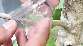 Genius garden hack! A trick with a thinwall sauce cup! diy