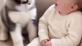 Adorable Bond Between Baby and Husky Puppy