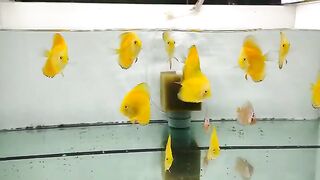 Beautyful fish