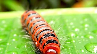 Asmr caterpillar