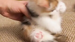 Cutecat funny
