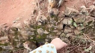 Cute monkey is trying to help someone