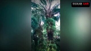 pocong di kebun sawit