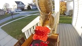 This Squirrel Just Met His Spiciest Nightmare!  viralchallengereels