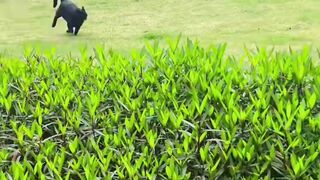 Cats run like a sport car