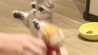 Watch a very beautiful cat playing with a doll