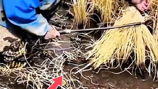 the struggle to harvest rice in muddy fields