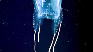 shining jellyfish