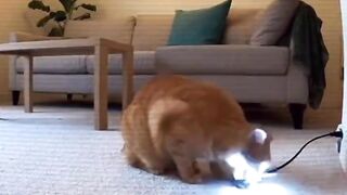 cats become like hedgehogs