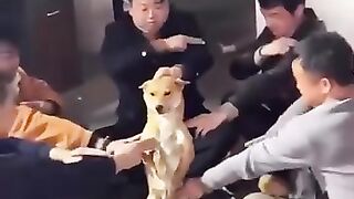 Kung Fu dogy