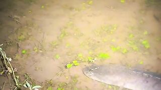 When the fish was about to be caught, a snake passed by