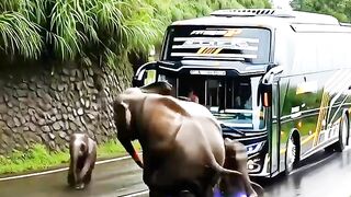 Elephants mission stop bus before catastrophe