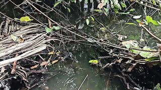 This fish is very greedy