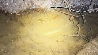 baited and eaten straight away