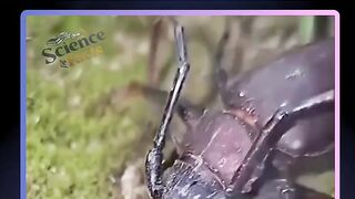 Small insect defense