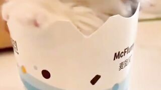 Adorable Kitten Having Fun and Being Silly