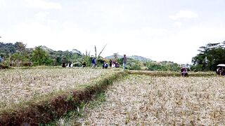 Pilot Paralayang Mendarat Dipersawahan