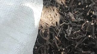 Eagle Claw Root Herbal Medicine