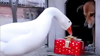 A Beloved Special Gift From Swans