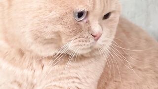 Funny cat videos