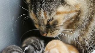 Mother Cat Just Gave Birth    Cute Newborn Kittens