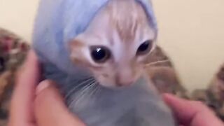 Cat Wearing Clothes For The First Time