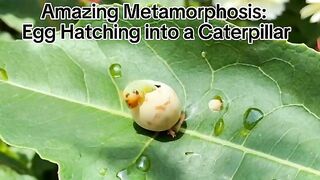Amazing Metamorphosis Egg Hatching into a Caterpillar
