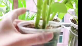 Harvest Water Spinich