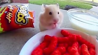 You try Flamin Hot Cheetos for the first time and instantly regret all your life choices animals