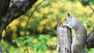 funny squirrel behavior