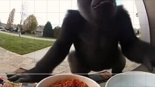 Gorilla get amazing food.