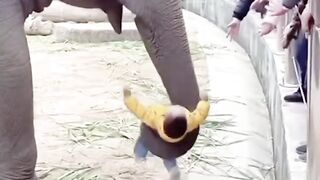 a child of a visitor fell at the zoo