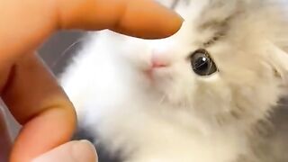 cute cat