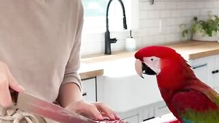 Mimzos reaction when she cuts the parrot cake