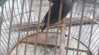 Terapi jalak kebo gacor