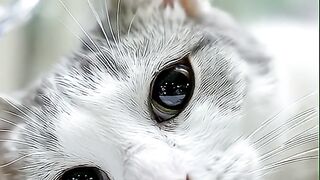 This Sick Cat Just Wants to Live  Heart-Touching Recovery Story