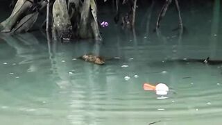 fishing for hungry fish, easy strike