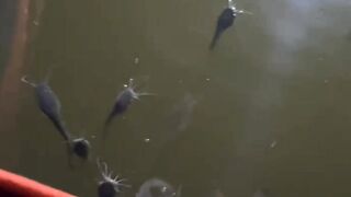 Ciri-ciri lele SAKITBegini cara mengatasinya