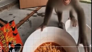 Baby Monkey shock after eat spacy noodle