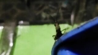 The Grasshopper jumps