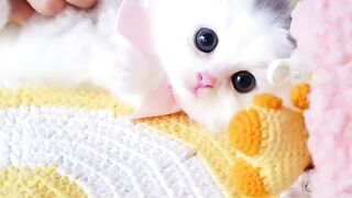 Cute Cat