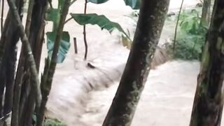 Waspada BANJIR saat musim HUJANJaga agar lele tidak hanyut