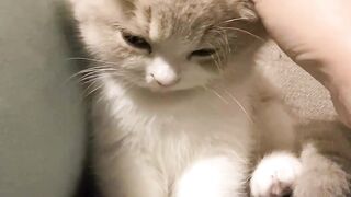 Sad Cute Cat