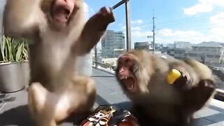 Security Cam Catches Macaque Mayhem!
