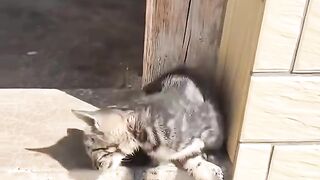 Funny video cat